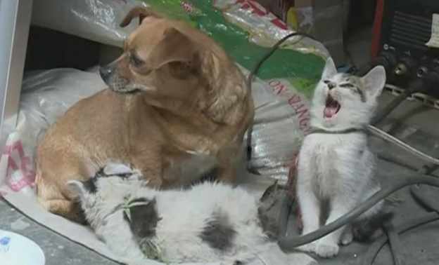 暖心！可恶小猫冬天被人被人遗弃树丛中 土狗妈妈不自愿担任充当奶妈(图3)