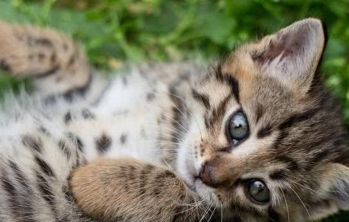 600从猫贩手中买回只奶猫 刚到家第二天 还未比较熟悉便传来噩耗(图1)