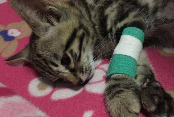 600从猫贩手中买回只奶猫 刚到家第二天 还未比较熟悉便传来噩耗(图3)