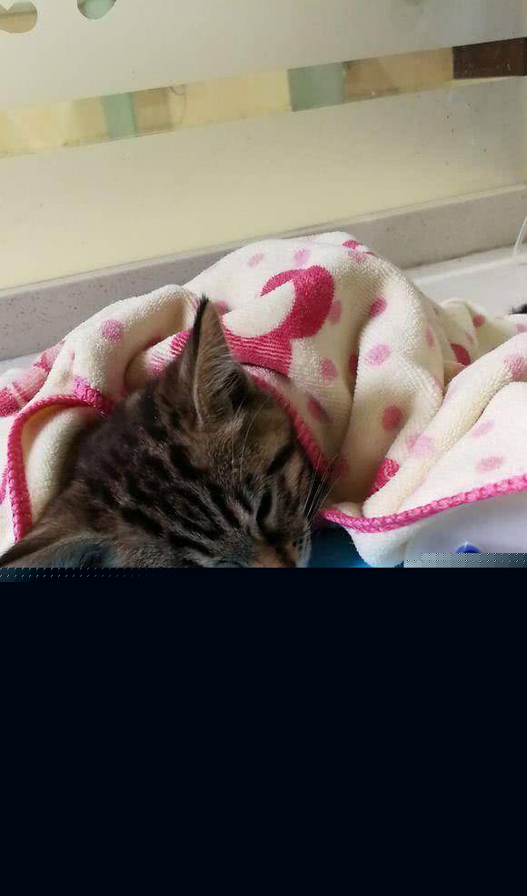 600从猫贩手中买回只奶猫 刚到家第二天 还未比较熟悉便传来噩耗(图2)