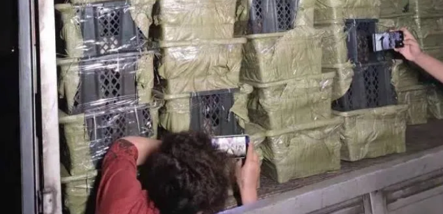 30只猫狗均携细小病毒!中通快递宠物盲盒抽样检查结果公布(图1)