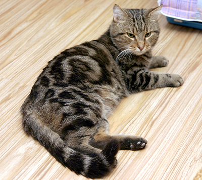 愁容虎斑猫七年不曾很开心过 网友直呼难过 妈更是直呼天生的的(图1)