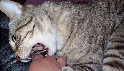 猫咬伤怎莫去处理(图1)