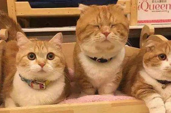 一只比较熟悉业务的猫咪 去到宠物店自己烘干 老板:老顾客 麻烦少(图1)