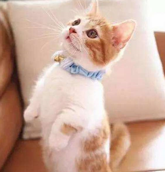 一只比较熟悉业务的猫咪 去到宠物店自己烘干 老板:老顾客 麻烦少(图2)