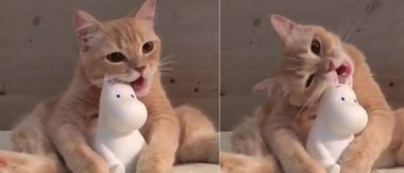 一只比较熟悉业务的猫咪 去到宠物店自己烘干 老板:老顾客 麻烦少(图3)