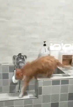 一只比较熟悉业务的猫咪 去到宠物店自己烘干 老板:老顾客 麻烦少(图4)