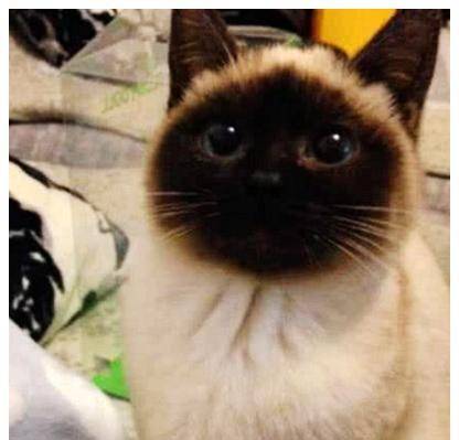 猫咪脸蛋逐渐地变黑 女子将它送去医院检查一下 医生的话让他懵了了(图2)