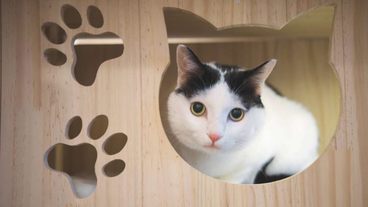 “把猫咪带回去朋友养 猫咪追击了” 猫咪被遗弃会很难过啊(图2)