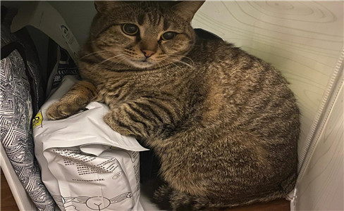 养了一只会护食的猫咪(图1)