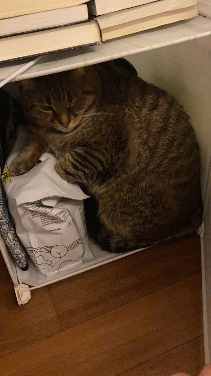 养了一只会护食的猫咪(图2)