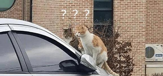 正打算人来取车时 发现玻璃前坐了3只猫：这是几个意思啊？(图3)