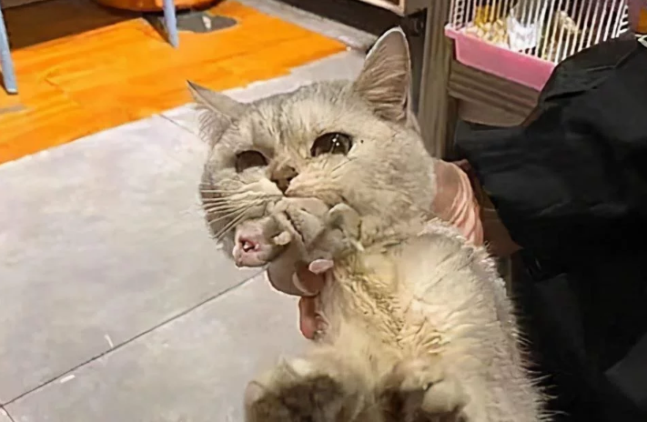 猫咪被领养在宠物店 几天后老板发来消息:忙不迭来接走你的猫(图1)