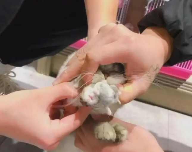 猫咪被领养在宠物店 几天后老板发来消息:忙不迭来接走你的猫(图3)