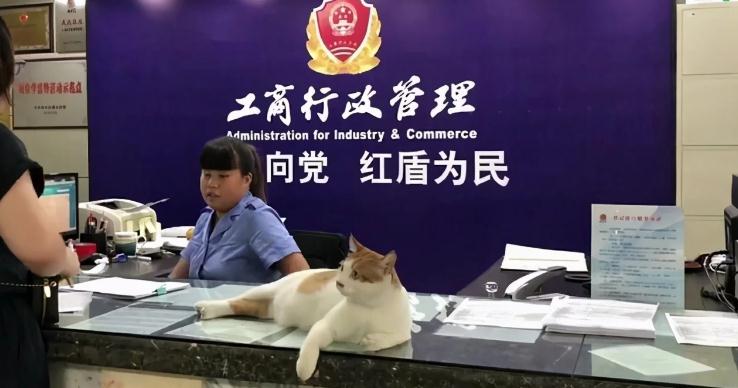 猫咪到底能有多完成？有的是猫喵生起跑线比人高 还能担任了公务员？(图1)