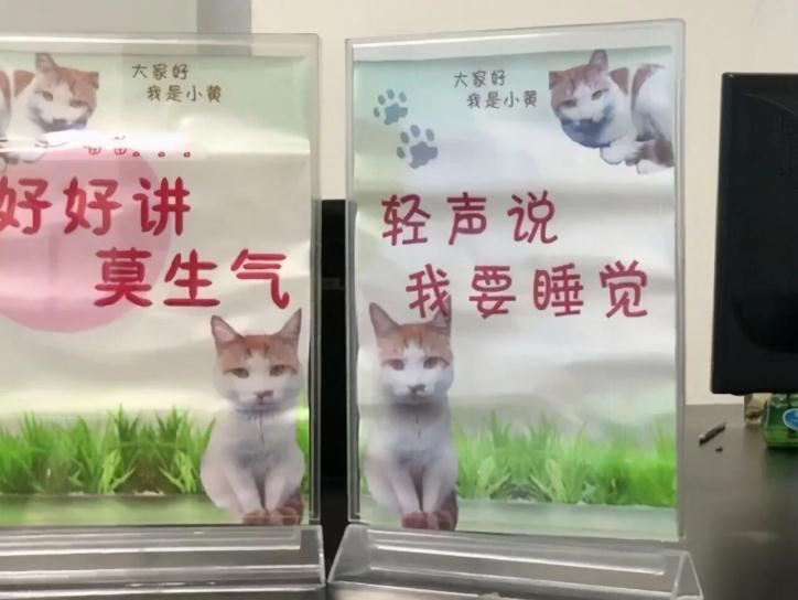 猫咪到底能有多完成？有的是猫喵生起跑线比人高 还能担任了公务员？(图3)
