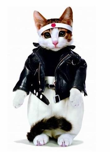 收留我野猫是可以能赚钱吗|29岁靠收养的流浪猫两年捞金几十亿 到现在为止还在赚(图1)