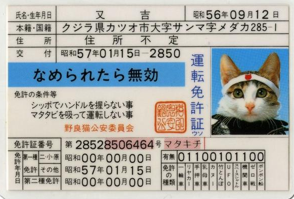 收留我野猫是可以能赚钱吗|29岁靠收养的流浪猫两年捞金几十亿 到现在为止还在赚(图3)