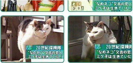 收留我野猫是可以能赚钱吗|29岁靠收养的流浪猫两年捞金几十亿 到现在为止还在赚(图6)