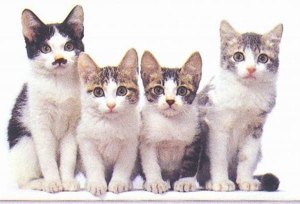 收留我野猫是可以能赚钱吗|29岁靠收养的流浪猫两年捞金几十亿 到现在为止还在赚(图2)