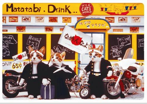 收留我野猫是可以能赚钱吗|29岁靠收养的流浪猫两年捞金几十亿 到现在为止还在赚(图4)