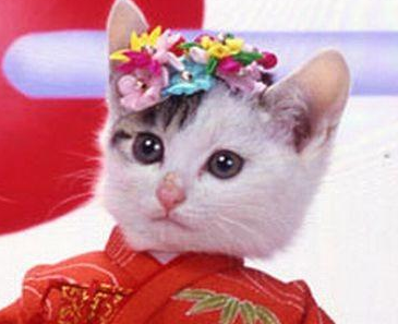 收留我野猫是可以能赚钱吗|29岁靠收养的流浪猫两年捞金几十亿 到现在为止还在赚(图7)