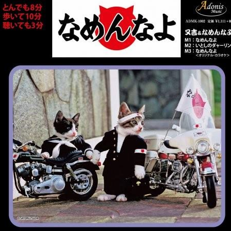 收留我野猫是可以能赚钱吗|29岁靠收养的流浪猫两年捞金几十亿 到现在为止还在赚(图10)