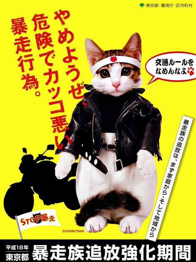 收留我野猫是可以能赚钱吗|29岁靠收养的流浪猫两年捞金几十亿 到现在为止还在赚(图9)