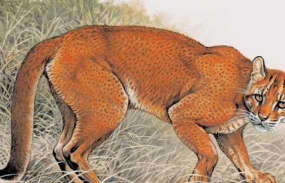 四川贡嘎山出现金猫 传言是彪的原型 似虎非虎 比豹子还凶狠(图1)