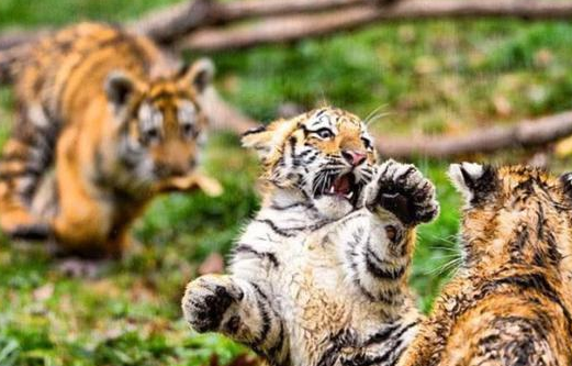 四川贡嘎山出现金猫 传言是彪的原型 似虎非虎 比豹子还凶狠(图2)