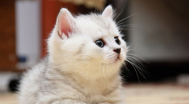 于正新剧“虐猫”风波(图1)