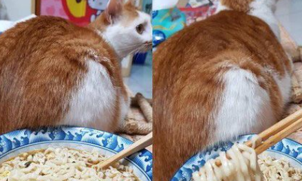 猫主子的花式能取暖让奴才非常非常破灭(图1)