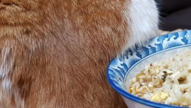 猫主子的花式能取暖让奴才非常非常破灭(图2)