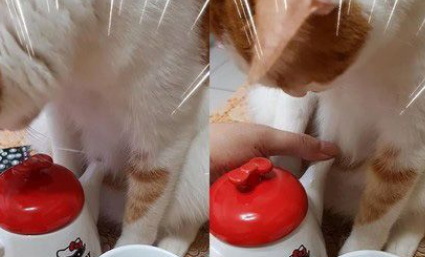 猫主子的花式能取暖让奴才非常非常破灭(图3)