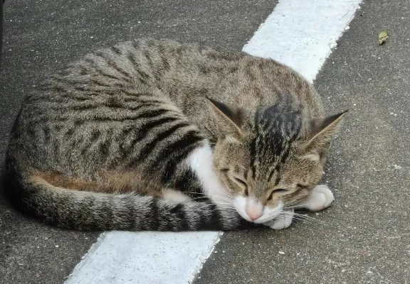 以前和楼下流浪猫谈了一场初恋(图1)