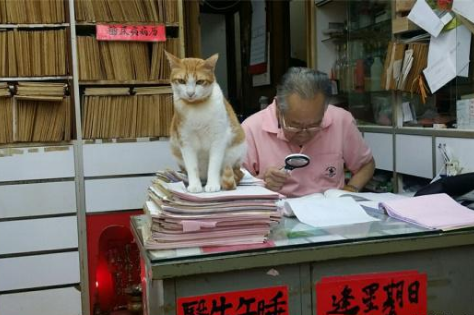 老中医家的胖橘猫 义务打临时工 化身“诊脉垫” 只为得到小鱼干(图1)
