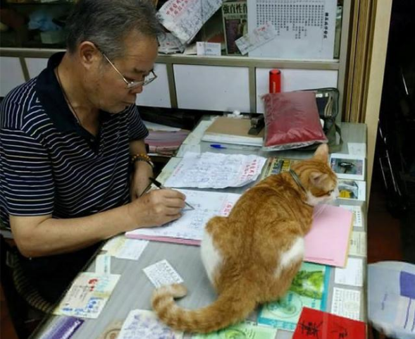 老中医家的胖橘猫 义务打临时工 化身“诊脉垫” 只为得到小鱼干(图2)