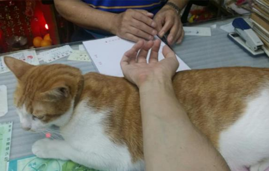 老中医家的胖橘猫 义务打临时工 化身“诊脉垫” 只为得到小鱼干(图3)