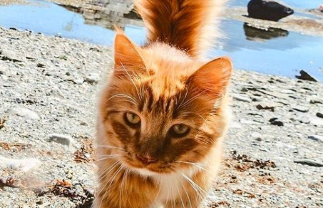 橘猫占据超美膨尾正常走路尾巴跟着摇曳多姿超狂霸(图1)