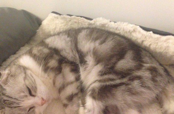 暖猫晚年时行动不便 屁屁不小心沾到便便却不敢说(图1)