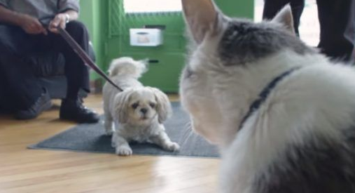 超专业的房仲猫咪不但接待客人还会陪签约网(图1)