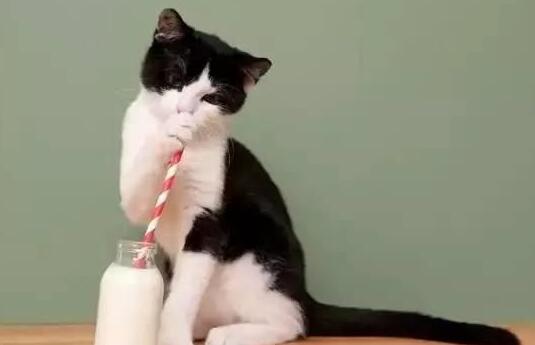 猫咪偷喝牛奶被惩罚 替躲闪主人的斥责 依靠卖萌啊躲开了一劫(图1)