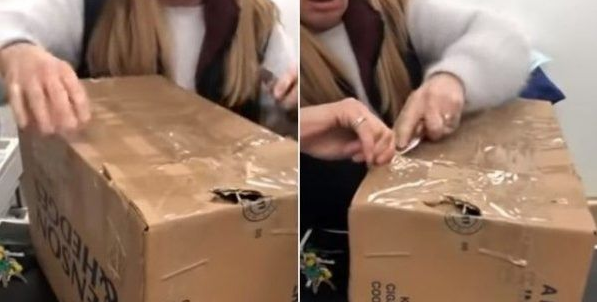 11只猫咪被困纸箱胶带密封蓄意报复要活活被憋死(图1)