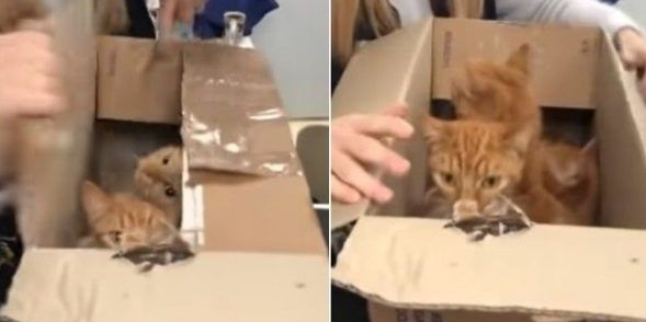 11只猫咪被困纸箱胶带密封蓄意报复要活活被憋死(图2)