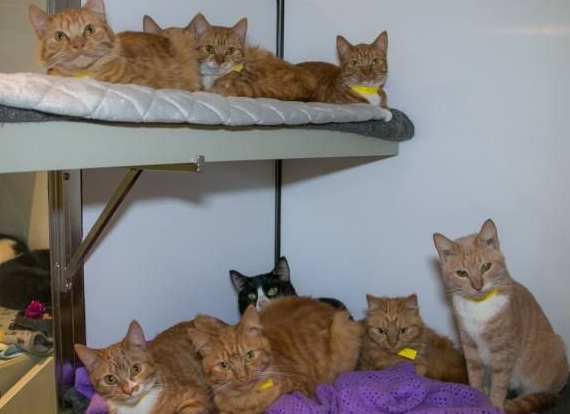 11只猫咪被困纸箱胶带密封蓄意报复要活活被憋死(图3)