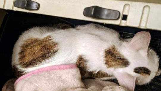 后两次在同一地点捡猫 附加猫包和猫笼 那个是隔壁大学放假几天了(图4)