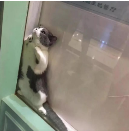 这猫咪怕是成精了 目的是想逃避检查 竞然这样的!(图1)