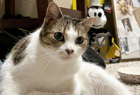 妹纸免费领养一只11岁老猫 却没料到它竟有这癖好..(图1)