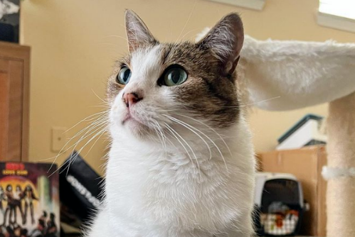 妹纸免费领养一只11岁老猫 却没料到它竟有这癖好..(图2)