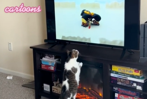 妹纸免费领养一只11岁老猫 却没料到它竟有这癖好..(图3)